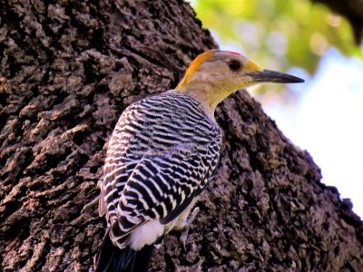 Bird Fauna Beak Woodpecker