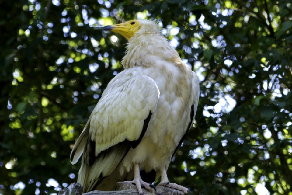 Bird Fauna Beak Bird Of Prey