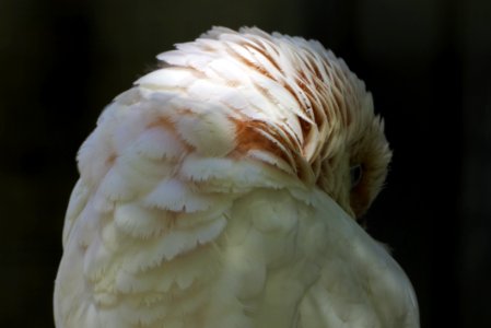 Beak Fauna Close Up Feather