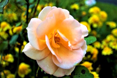 Flower Rose Rose Family Yellow