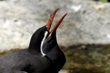 Bird Beak Fauna Flightless Bird