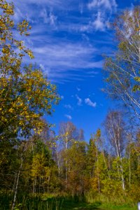Sky Nature Cloud Leaf