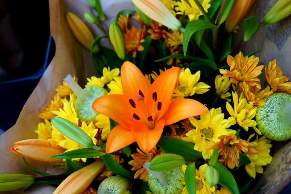 Flower Plant Yellow Flora