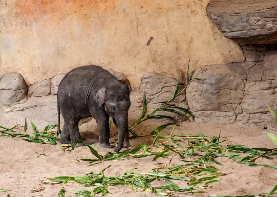 Fauna Terrestrial Animal Zoo Wildlife