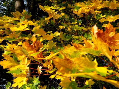 Leaf Yellow Autumn Tree photo