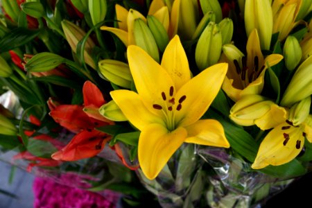 Flower Plant Lily Yellow photo