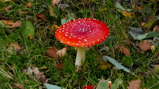 Fungus Mushroom Agaric Flora photo