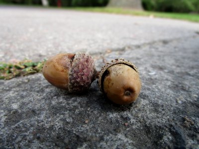Snail Snails And Slugs