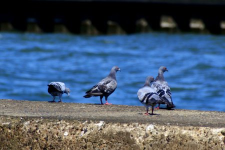 Bird Seabird Beak Gull
