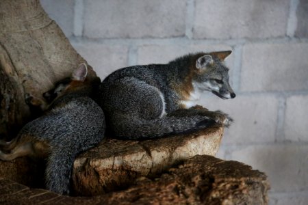 Mammal Fauna Grey Fox Fox