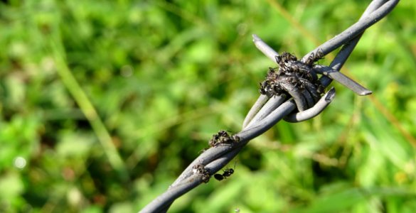 Plant Flora Grass Tree