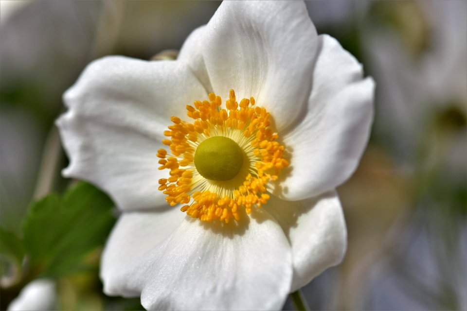 Flower Flora Wildflower Petal