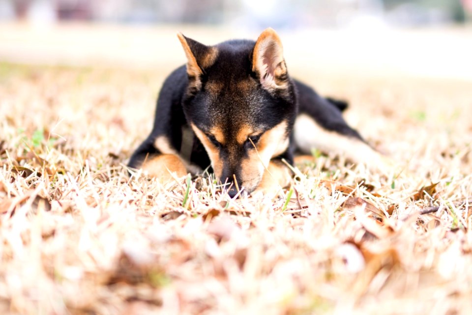 Adult Black And Tan Shiba Inu Lying On Grass Field