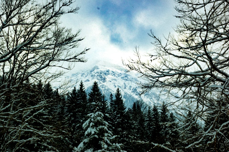 Close Up Photo Of Snow-coated Trees