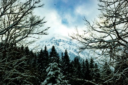 Close Up Photo Of Snow-coated Trees photo