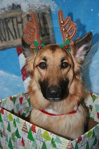 Animal pet cute