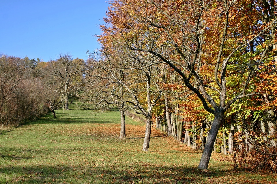 Fruit tree meadow scattered fruit trees fruit tree