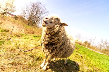 Gray Sheep On Green Grass Under Gray Sky At Daytime photo