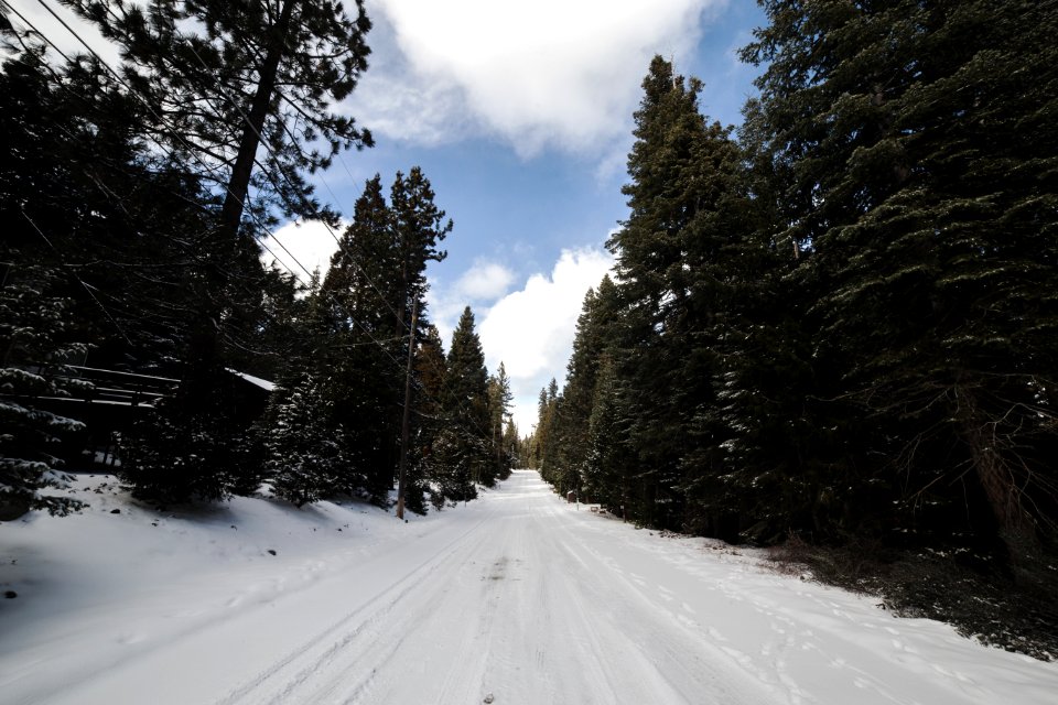 Green Leaved Trees On Snow