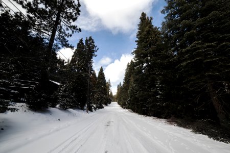 Green Leaved Trees On Snow