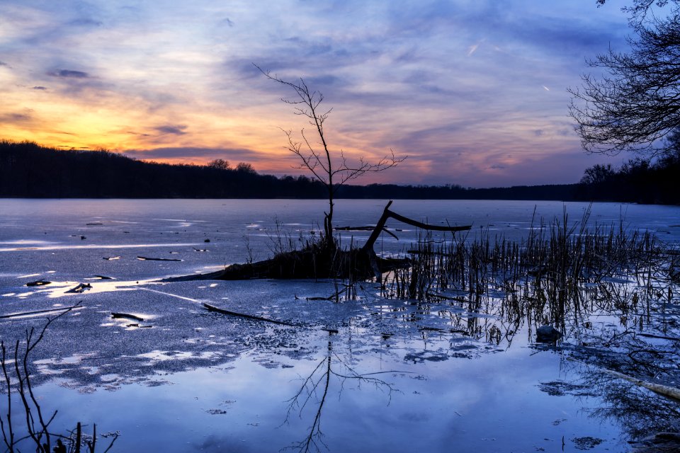 Bare Tree In The Middle Of Body Of Water