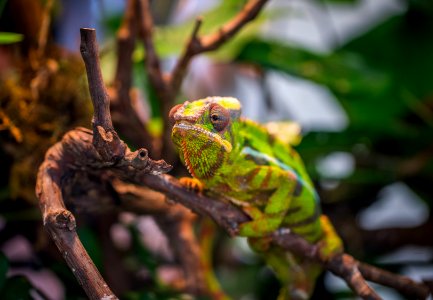Selective Focus Photography Of Green And Brown Chameleon Perched On Brown Tree Branch At Daytime