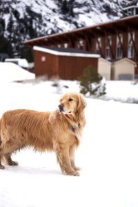Adult Light Golden Retriever Stands On Snowfield Near Brown Wooden House At Daytime photo