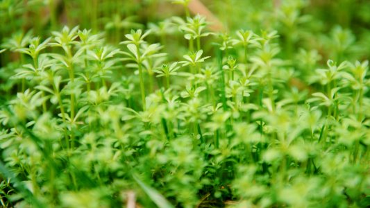Green Leaf Plants