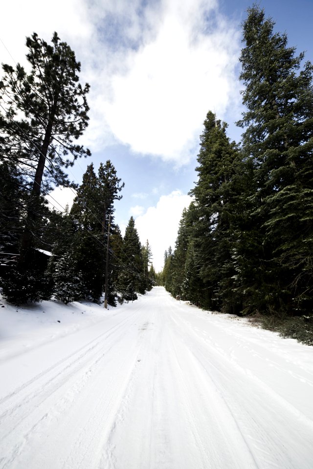 Green Leaved Trees On Snow