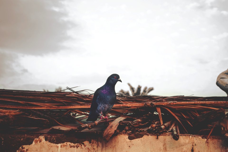 Purple And Gray Pigeon Perched On Brown Roof photo