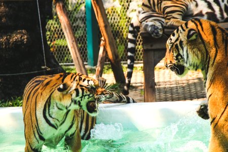 Tiger Standing In Above Ground Pool