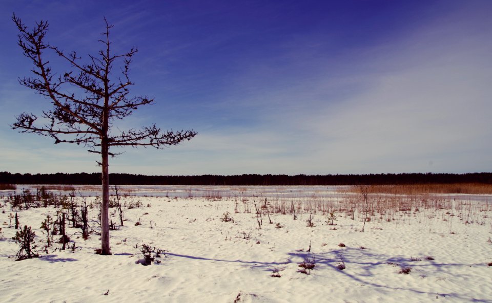 Tree On Desert