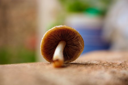 Shallow Focus Photography Of Brown Mushroom photo