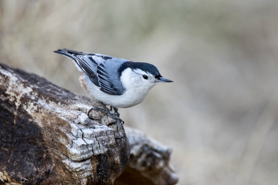 White-breasted Nuthatch photo