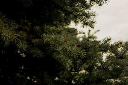 Green Pine Tree Leaves photo