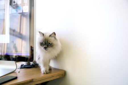White And Gray Fur Cat photo