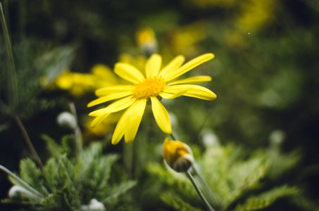 Yellow Daisy Flower In Closeup Photography photo