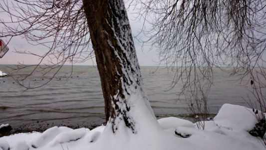 Snow Winter Water Tree photo