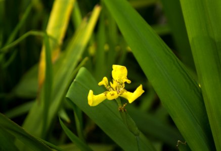 Flora Flower Plant Wildflower
