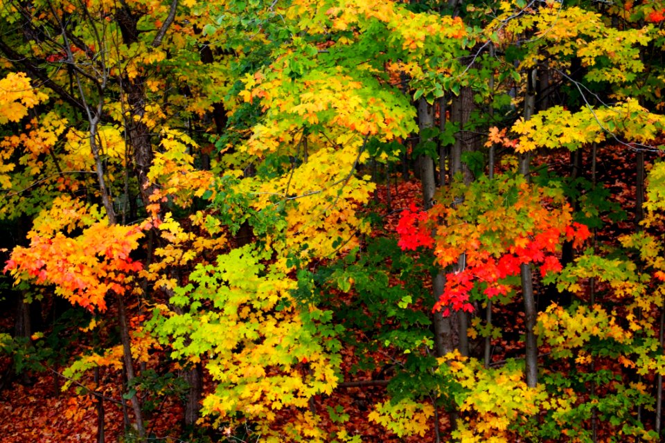 Nature Autumn Yellow Leaf