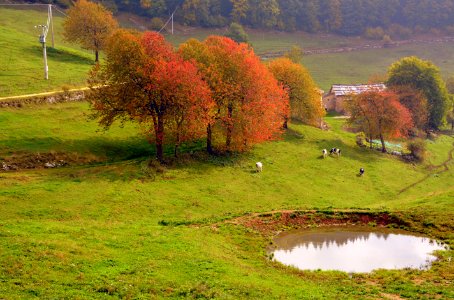 Nature Leaf Pasture Grassland