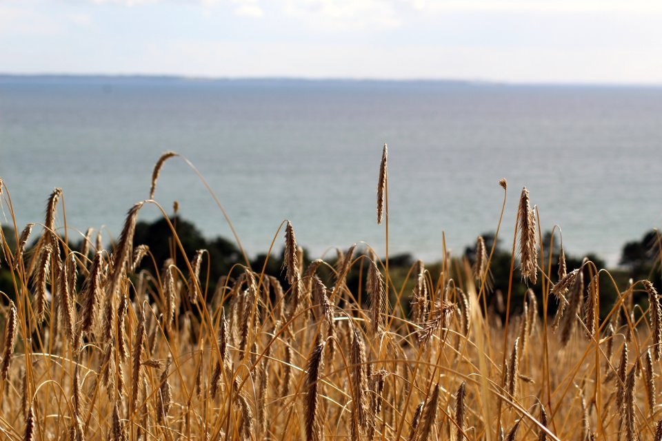 Grass Family Phragmites Sky Crop