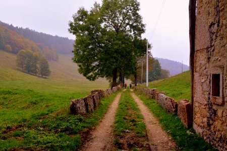 Tree Highland Path Sky
