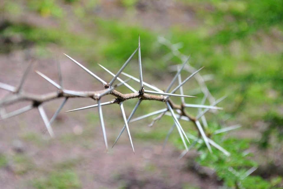 Grass Grass Family Thorns Spines And Prickles Twig