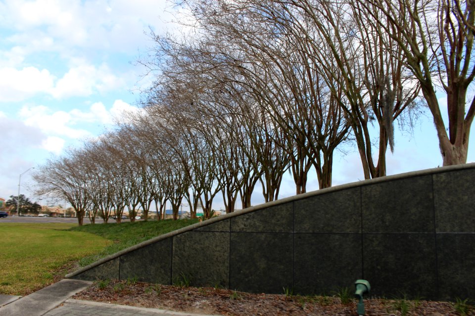Tree Wall Plant Architecture