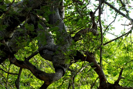 Tree Branch Vegetation Woody Plant photo