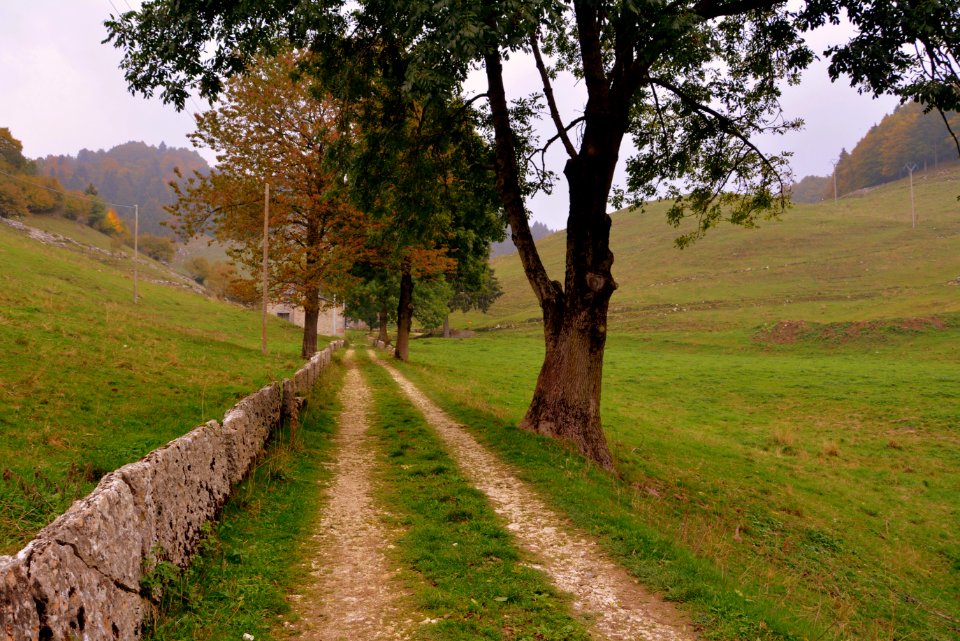 Tree Path Grassland Pasture