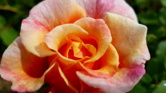 Rose Flower Rose Family Pink