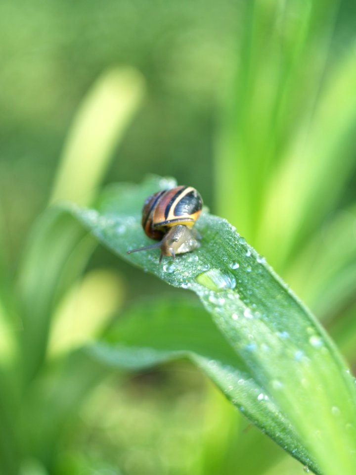Insect Macro Photography Close Up Moisture