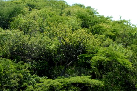 Vegetation Ecosystem Nature Reserve Forest